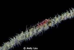 goby fish by Andy Lau 